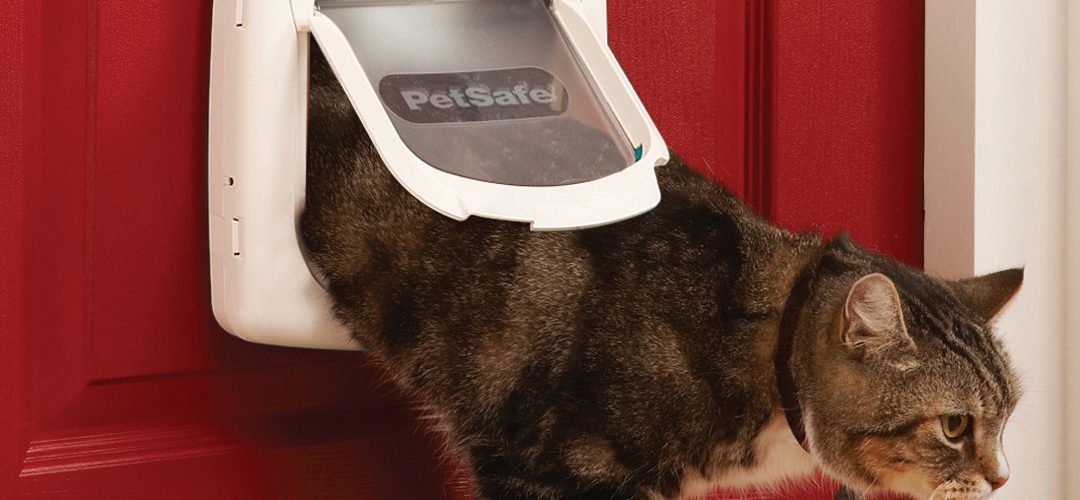 Cat using the Staywell Deluxe Magnetic Cat Flap